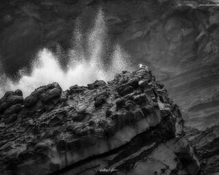 Bird on a Ledge