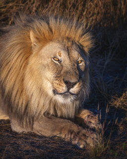 King for a Day