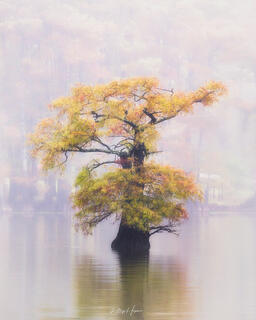 Alone in the Mist