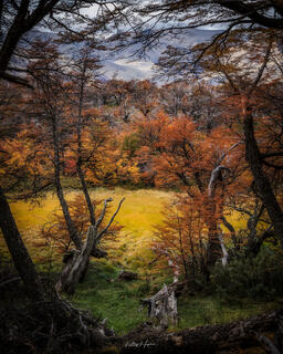 The Field 