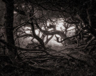 The Woods