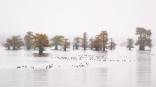 Duck Club