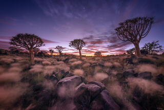 sunrise and a windy day in a quiver tree forest in Keetmanshoop, Namibia 