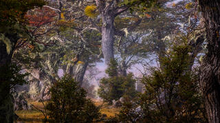 Foggy Forest