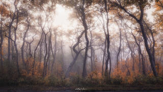 Good Morning Fall