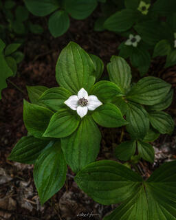 Lost Lake Trillium