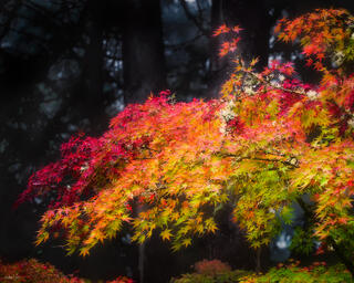 Japanese maple tree in full fall color with a dark background in portland Oregon Japanese gardens 