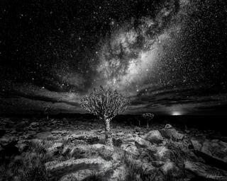Quiver Tree Galaxy