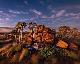 sunrise in a quiver tree forest with red rocks surrounding the trees. 
