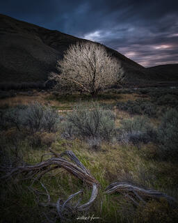 The Tree