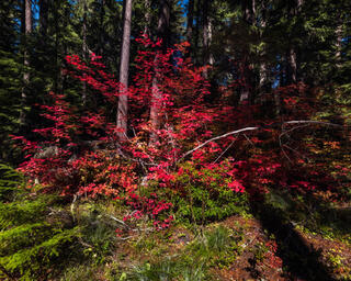 fall deciduous trees red in color between tall evergreen pines at with morning sunlight illuminating the colors 