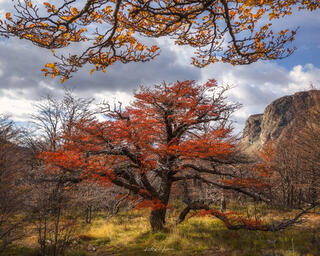 Fall Frame