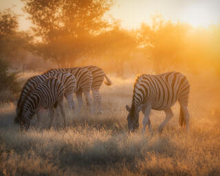 Golden Grazing 