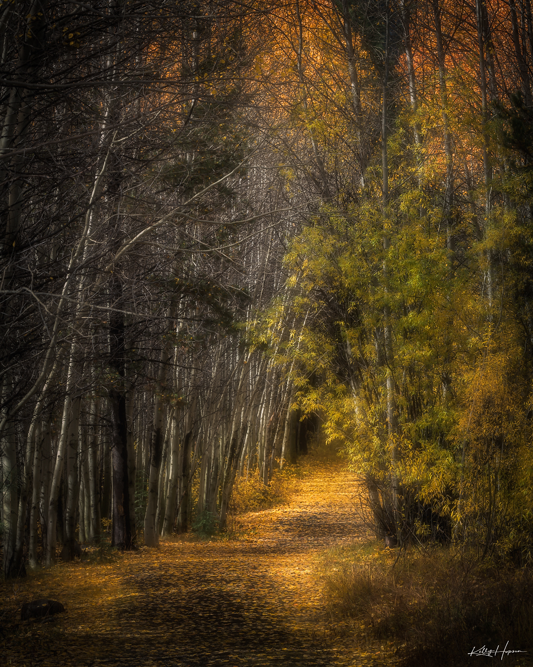 Beautiful Fall colors and late afternoon light creating a mysterious looking tunnel through birch trees.