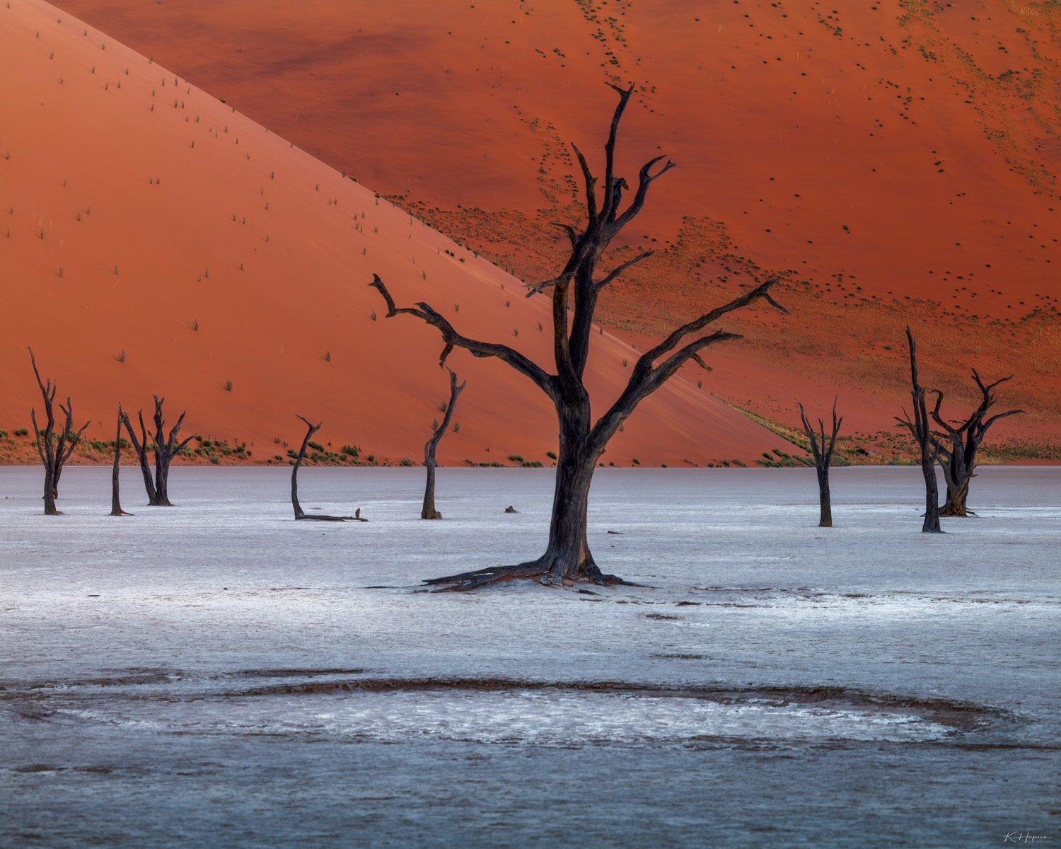 800 year old dead trees at the base of giant red dunes in Deadvlei, Namibia