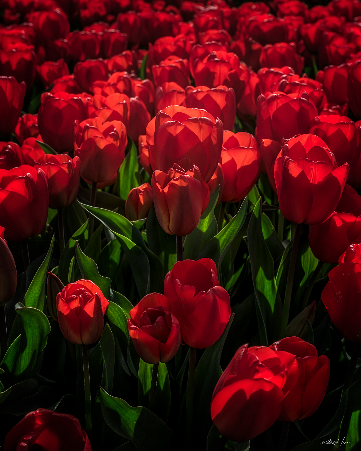 New bloom of red tulips at Skagit Valley Tulip Festival