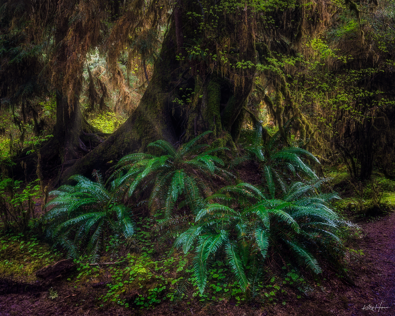Sun penetrating the thick vegetation of the Hoh Rain Forest.