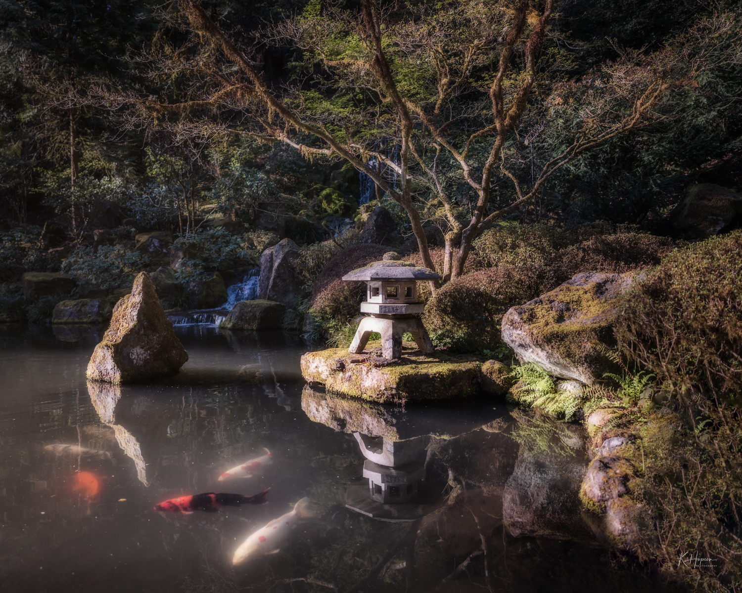 Koi swimming in a pond in Portland's Japanese Gardens