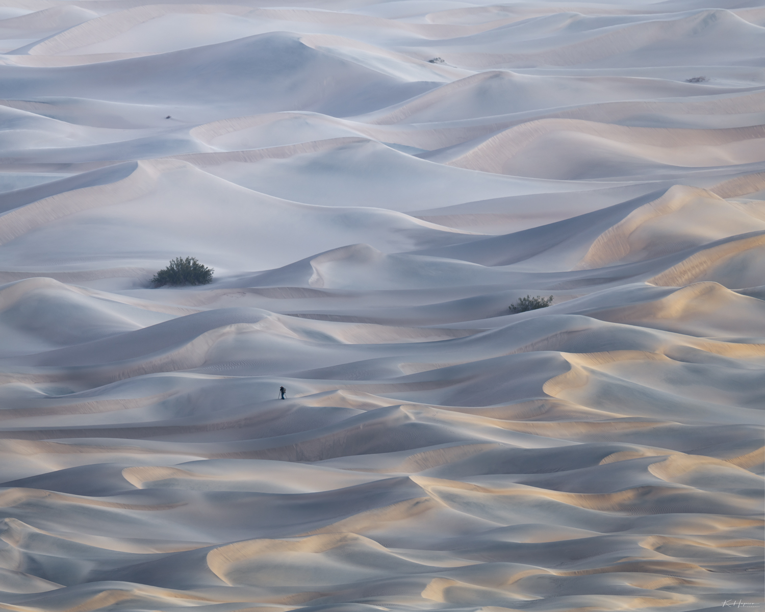 morning light on sand dunes and bushes of death valley california with a photographer standing on the dunes 