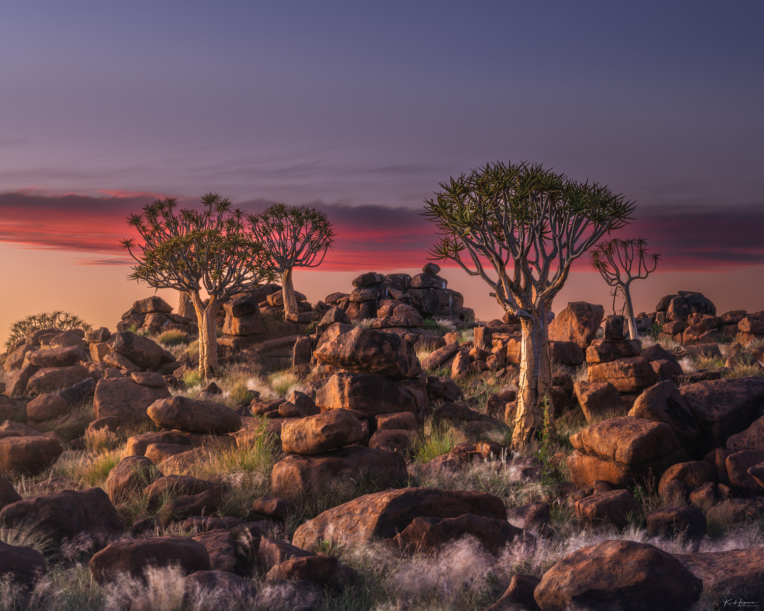 pink and blue sunrise in a quiver tree forest in namibia.