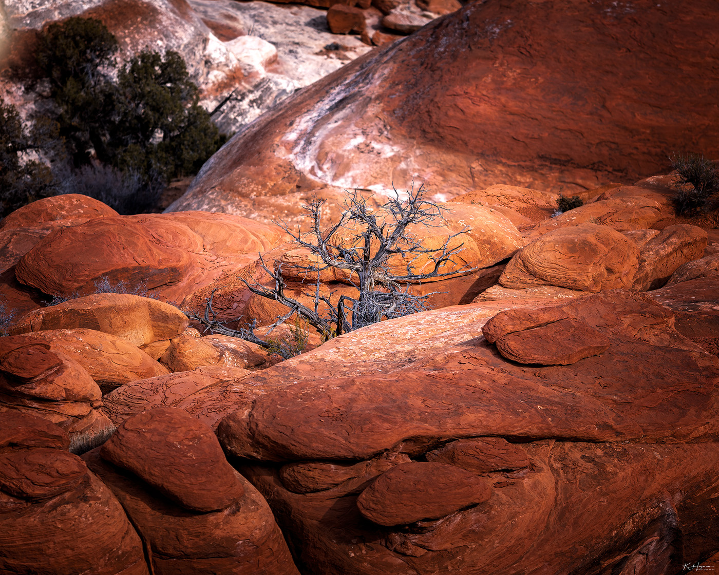 An old tree grows in sedimentary rock in Arches National Park, Utah.