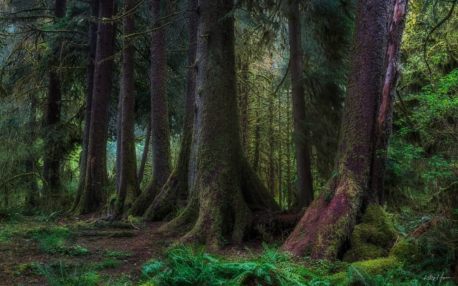 A line of large trees that began as saplings on a nurse log that has long since rotted away. What is left are these trees standing...